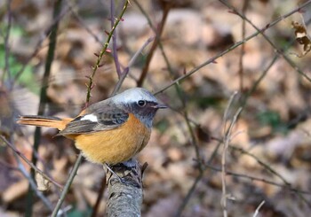 Sun, 1/2/2022 Birding report at 田貫湖