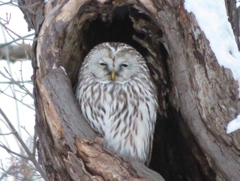 2022年1月2日(日) 真駒内公園の野鳥観察記録