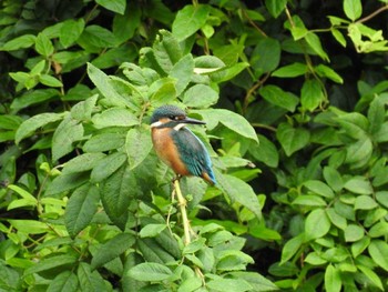 Common Kingfisher 東京都杉並区 Sat, 6/24/2017