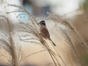 2022年1月2日(日) 丹沢湖の野鳥観察記録