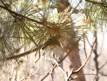 キクイタダキ 朝陽公園(北京) 2022年1月2日(日)