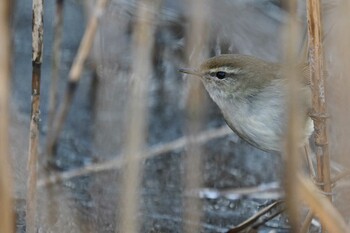 2022年1月2日(日) 舞岡公園の野鳥観察記録