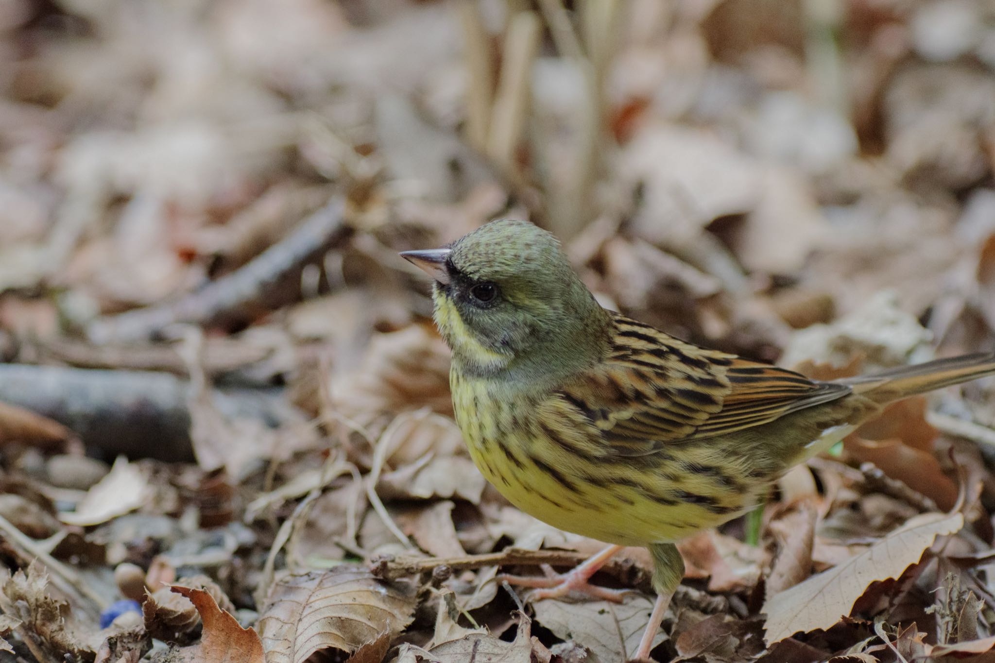 明治神宮 アオジの写真 by Marco Birds