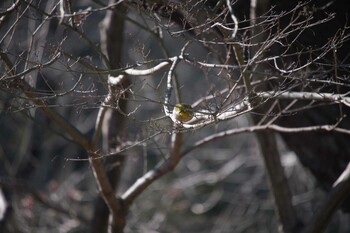 メジロ 武蔵丘陵森林公園 2022年1月2日(日)