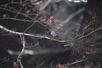 エナガ 武蔵丘陵森林公園 2022年1月2日(日)