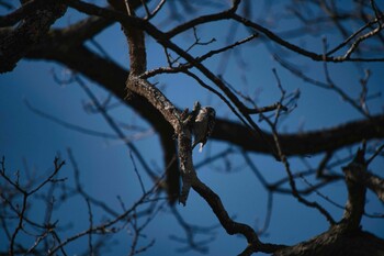 コゲラ 武蔵丘陵森林公園 2022年1月2日(日)