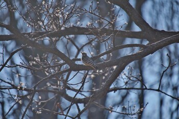 コゲラ 武蔵丘陵森林公園 2022年1月2日(日)