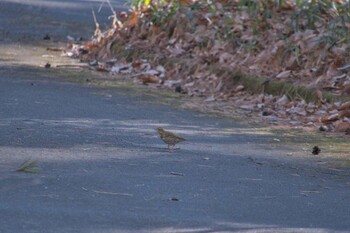 ビンズイ 武蔵丘陵森林公園 2022年1月2日(日)