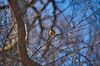 メジロ 武蔵丘陵森林公園 2022年1月2日(日)