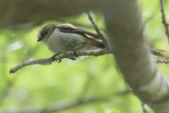 Mon, 6/26/2017 Birding report at 滋賀県甲賀市甲南町創造の森