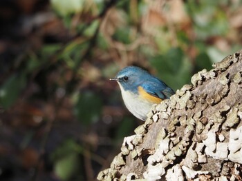 ルリビタキ 北本自然観察公園 2021年12月29日(水)