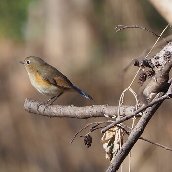 Red-flanked Bluetail Kitamoto Nature Observation Park Sun, 1/2/2022