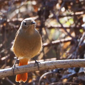 Daurian Redstart Kitamoto Nature Observation Park Sun, 1/2/2022