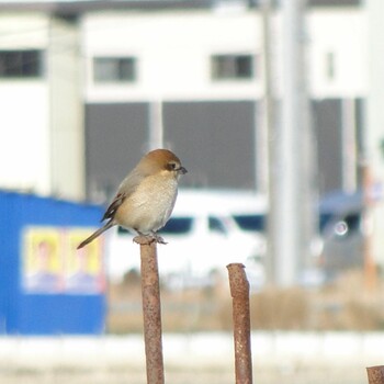 モズ 座間市 2022年1月2日(日)