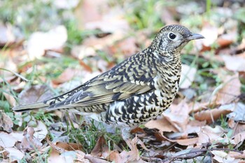 トラツグミ 座間谷戸山公園 2022年1月2日(日)