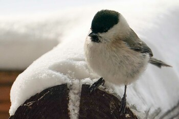 2022年1月2日(日) 前田森林公園(札幌市)の野鳥観察記録