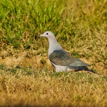 Green Imperial Pigeon Huai Kha Khaeng Wildlife Sanctuary Fri, 12/31/2021