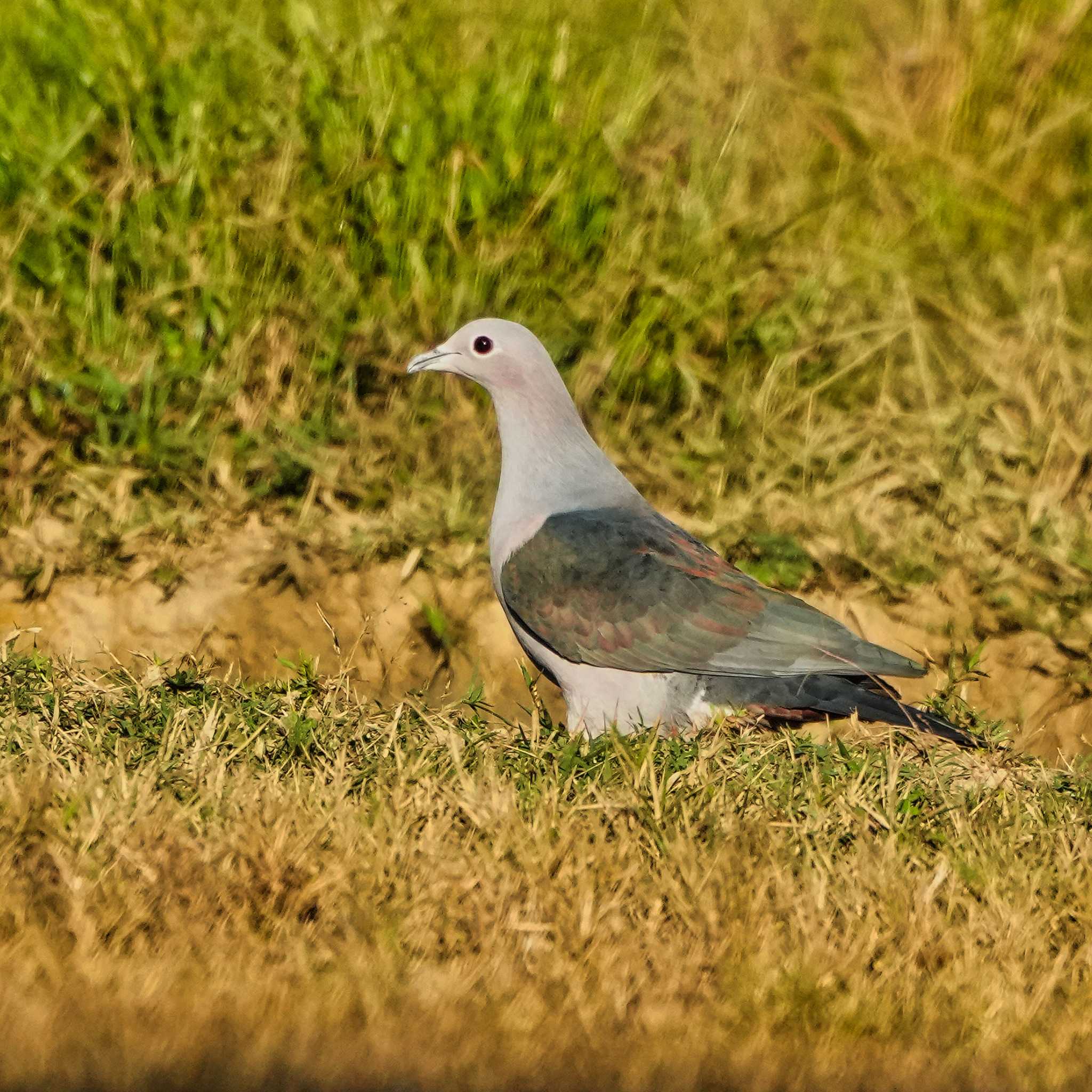 Photo of Green Imperial Pigeon at Huai Kha Khaeng Wildlife Sanctuary by span265