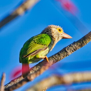 シロボシオオゴシキドリ Huai Kha Khaeng Wildlife Sanctuary 2021年12月31日(金)