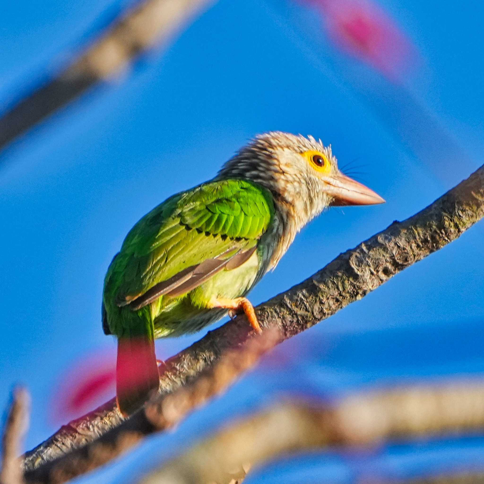 Photo of Lineated Barbet at Huai Kha Khaeng Wildlife Sanctuary by span265