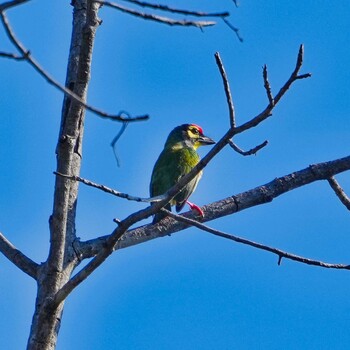 ムネアカゴシキドリ Huai Kha Khaeng Wildlife Sanctuary 2021年12月31日(金)