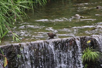 カワガラス 場所が不明 2017年6月25日(日)