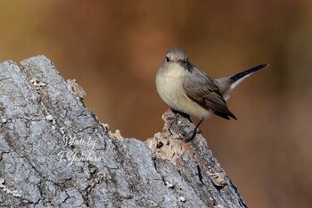 2022年1月2日(日) 堺市北区の野鳥観察記録