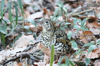 トラツグミ 座間谷戸山公園 2022年1月2日(日)