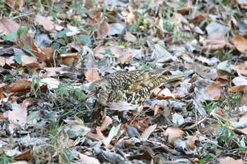 トラツグミ 座間谷戸山公園 2022年1月2日(日)