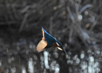 カワセミ 舎人公園 2022年1月2日(日)