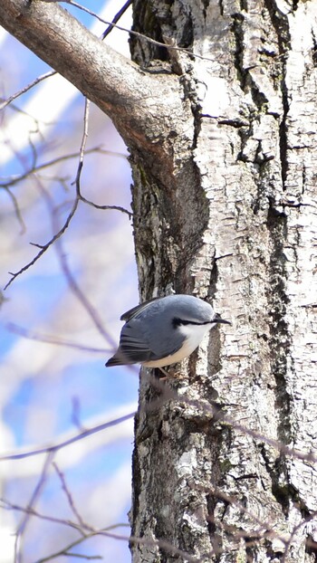 Eurasian Nuthatch Unknown Spots Sun, 1/2/2022