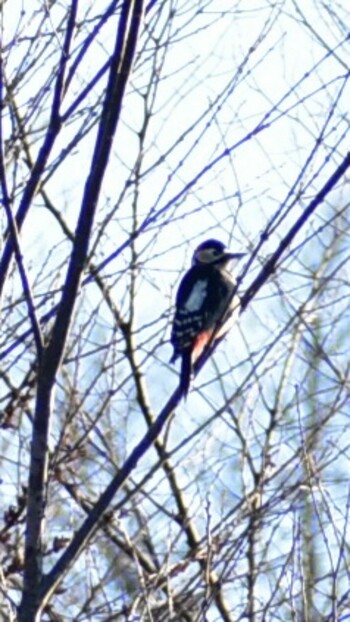 Great Spotted Woodpecker Unknown Spots Sun, 1/2/2022