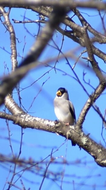 Japanese Grosbeak Unknown Spots Sun, 1/2/2022