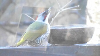 Japanese Green Woodpecker Unknown Spots Sun, 1/2/2022