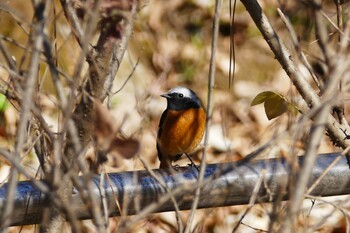 Daurian Redstart 東京都 Sun, 1/2/2022