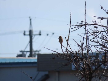 2022年1月2日(日) 三重県四日市市の野鳥観察記録