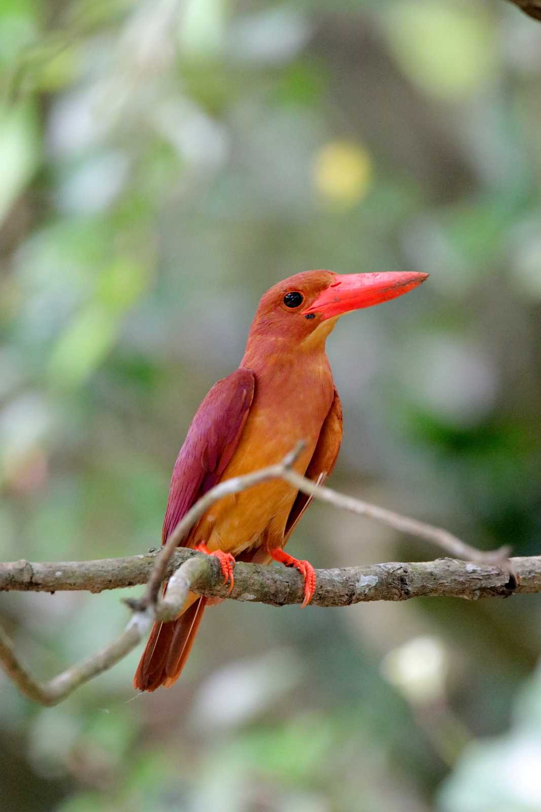 Ruddy Kingfisher(bangsi)