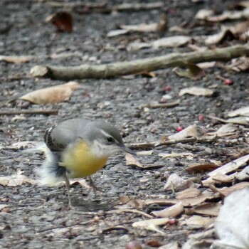 2021年12月31日(金) 長浜公園の野鳥観察記録