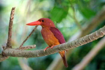 Ruddy Kingfisher(bangsi)