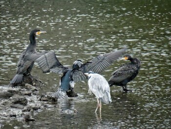 カワウ 長浜公園 2021年12月31日(金)