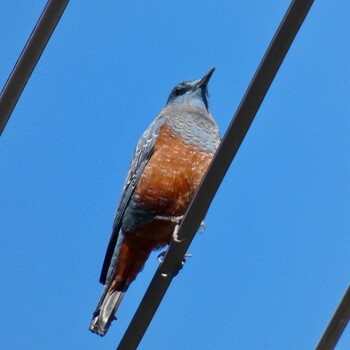 2022年1月2日(日) 千葉の野鳥観察記録