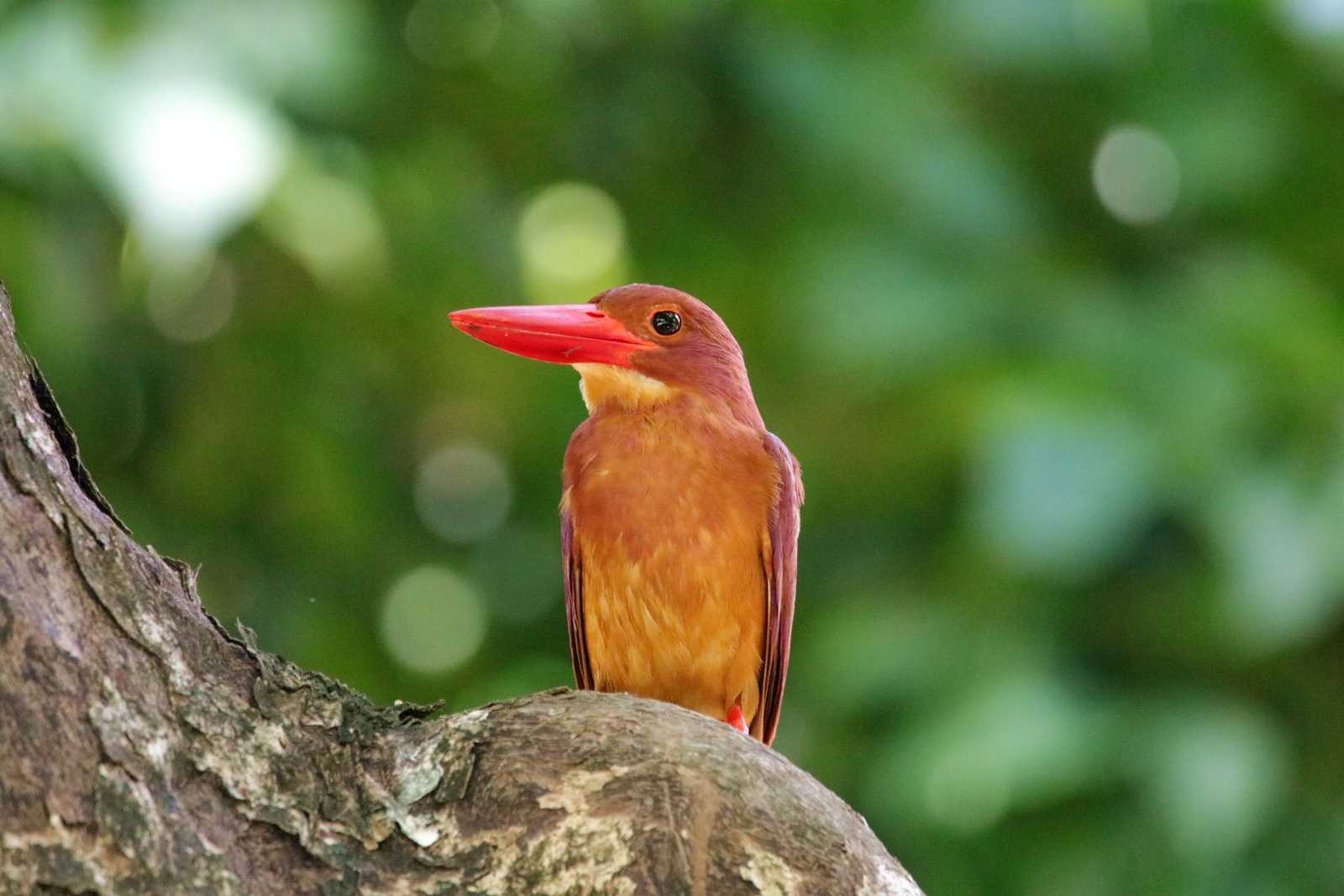 Ruddy Kingfisher(bangsi)