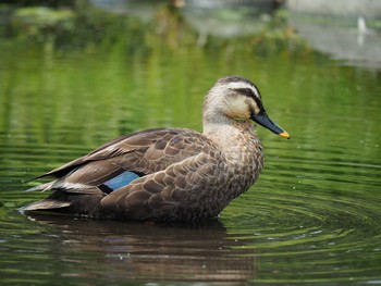 カルガモ 逆川緑地 2017年6月24日(土)