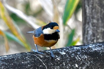 Varied Tit 油山市民の森 Sat, 1/1/2022