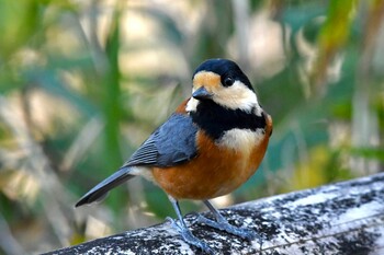 Varied Tit 油山市民の森 Sat, 1/1/2022