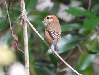 Bull-headed Shrike 京都府立植物園 Fri, 12/24/2021