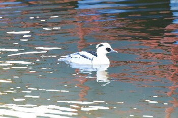 Sat, 1/1/2022 Birding report at Suwako Lake