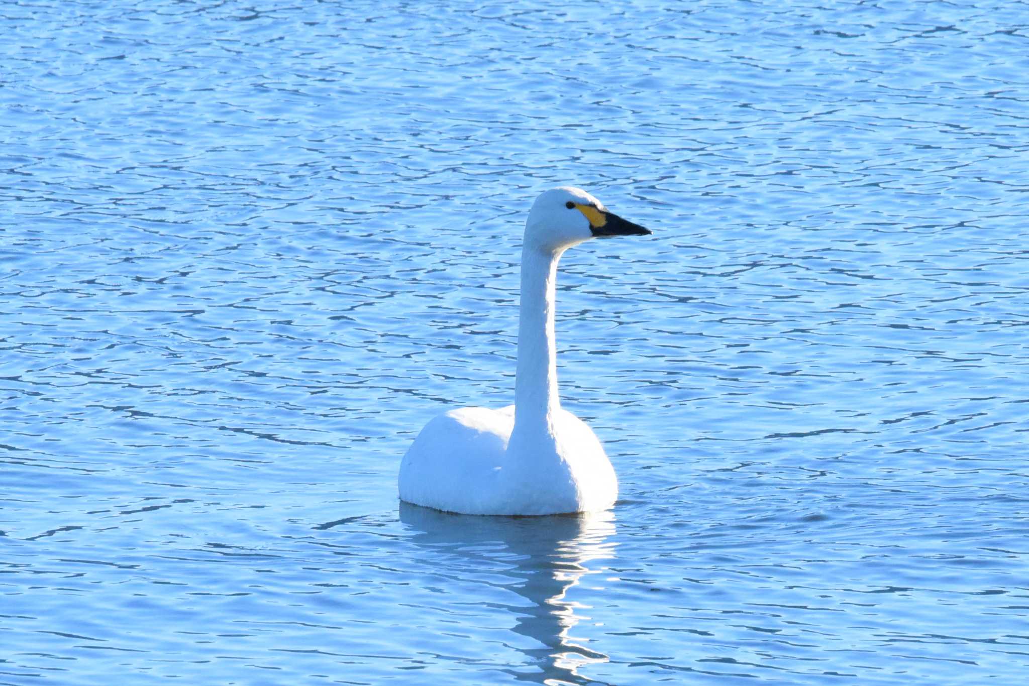 Tundra Swan