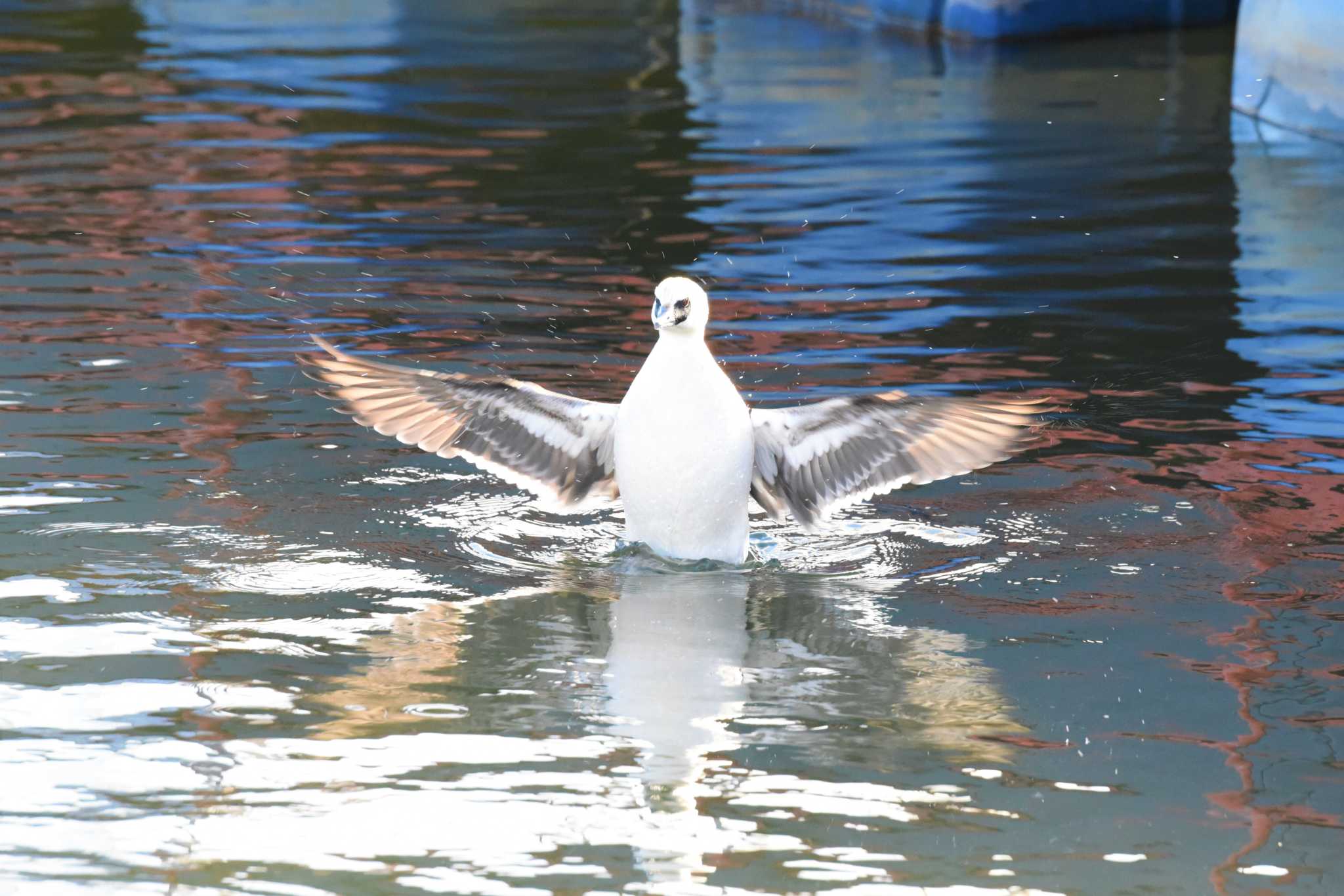 諏訪湖 ミコアイサの写真 by もちもちもっち～@ニッポン城めぐり中