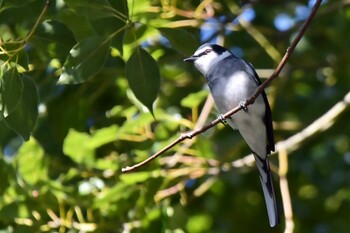 Ryukyu Minivet 油山市民の森 Sat, 1/1/2022